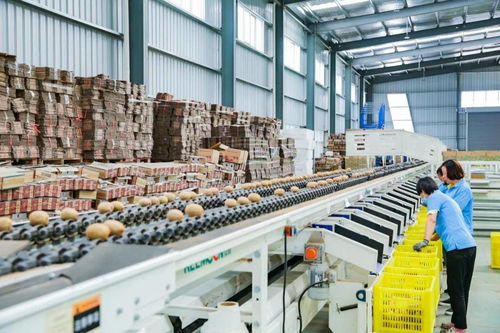 陜西縣致富樣本 3000人回鄉(xiāng)創(chuàng)業(yè)帶動(dòng)產(chǎn)業(yè)升級，10億顆獼猴桃線上銷售開辟新路徑