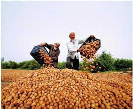 農(nóng)產(chǎn)品滯銷危機(jī) 5毛錢無人問津，農(nóng)民深陷困境