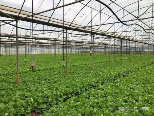 云南省出臺兩項管理辦法，強化初級農產品收購質量安全監管