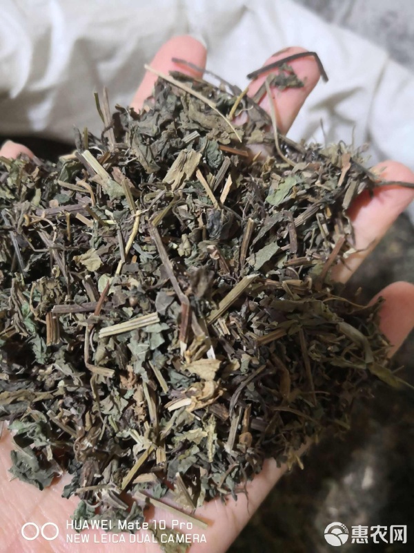 絞股藍 苦味中的健康寶藏——中藥材干貨采購指南